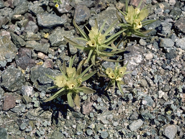 Mohavea confertiflora (Ghost flower) #5815