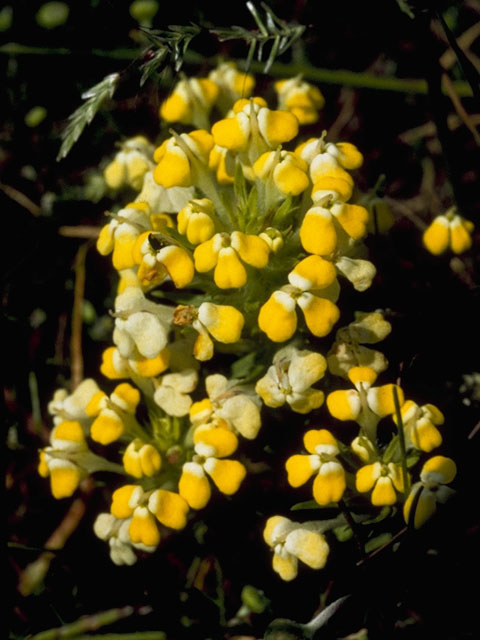Triphysaria eriantha ssp. eriantha (Johnny-tuck) #5826