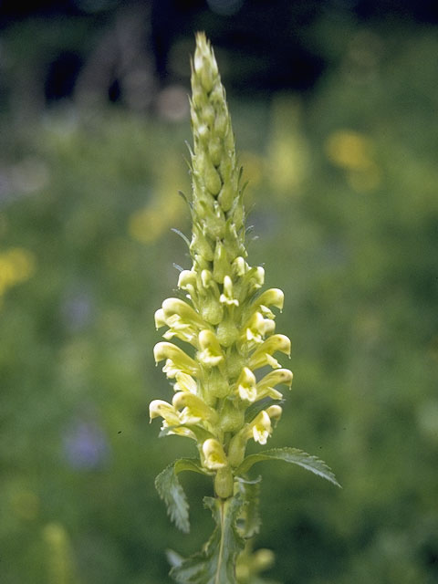 Pedicularis bracteosa (Bracted lousewort) #5844