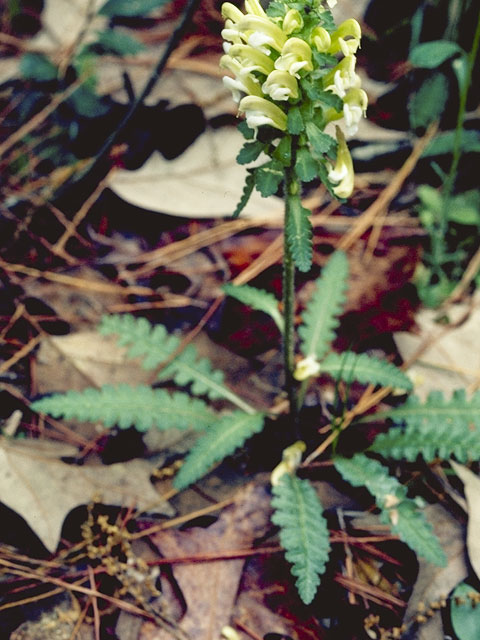 Pedicularis canadensis (Canadian lousewort) #5845
