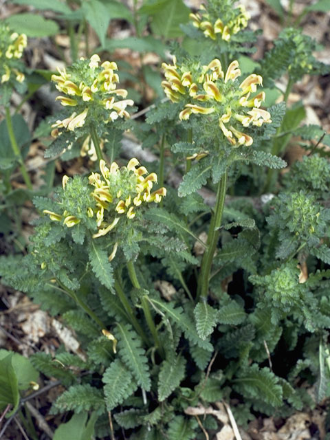 Pedicularis canadensis (Canadian lousewort) #5846