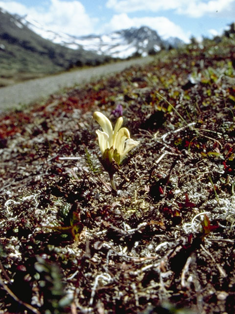 Pedicularis capitata (Capitate lousewort) #5850
