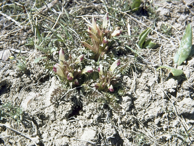 Pedicularis centranthera (Dwarf lousewort) #5851