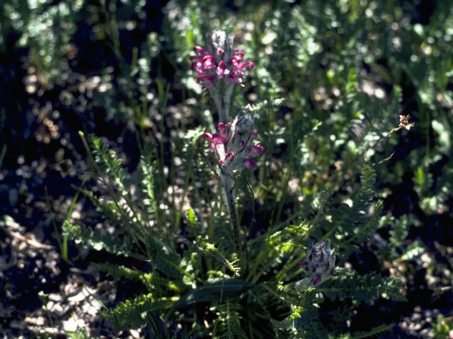 Pedicularis cystopteridifolia (Fernleaved pedicularis) #5854