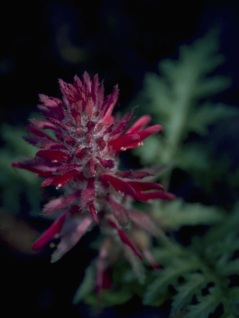 Pedicularis densiflora (Indian warrior) #5856