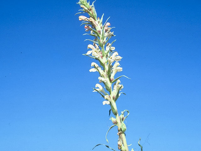 Pedicularis procera (Giant lousewort) #5857