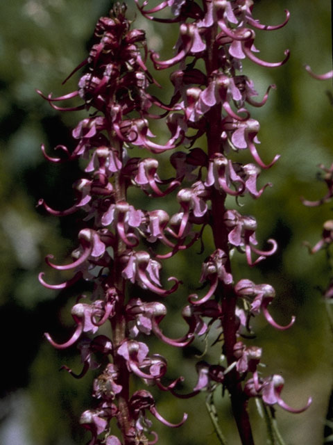 Pedicularis groenlandica (Elephanthead lousewort) #5861