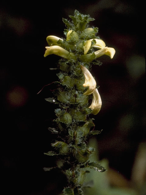 Pedicularis lanceolata (Swamp lousewort) #5865