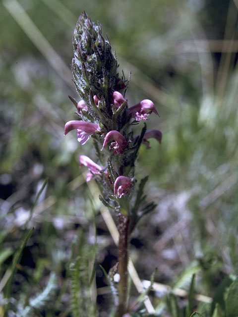 Pedicularis parryi ssp. purpurea (Rocky mountain lousewort) #5867