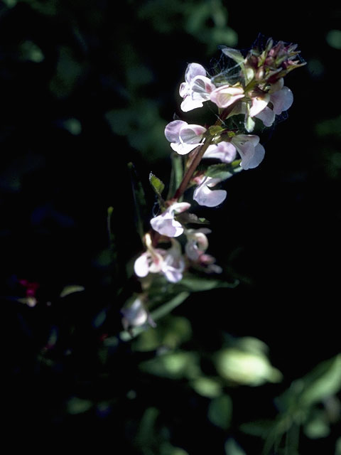 Pedicularis racemosa (Sickletop lousewort) #5868