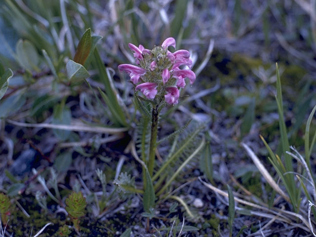 Pedicularis sudetica ssp. scopulorum (Sudetic lousewort) #5870