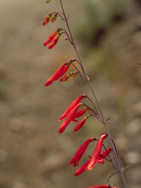 Penstemon barbatus (Scarlet bugler) #5904