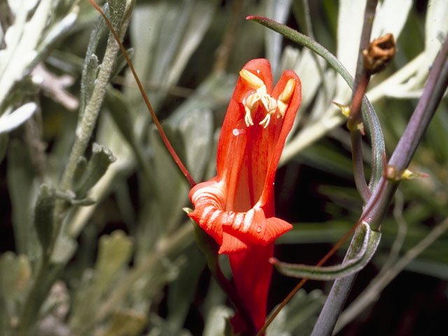 Penstemon barbatus (Scarlet bugler) #5905