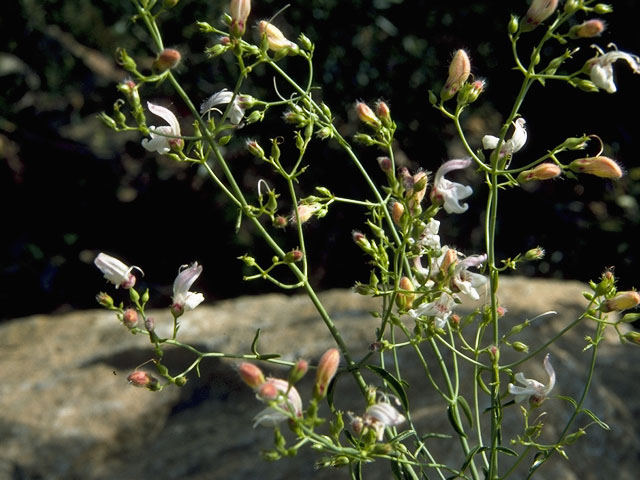 Keckiella breviflora ssp. breviflora (Bush beardtongue) #5910