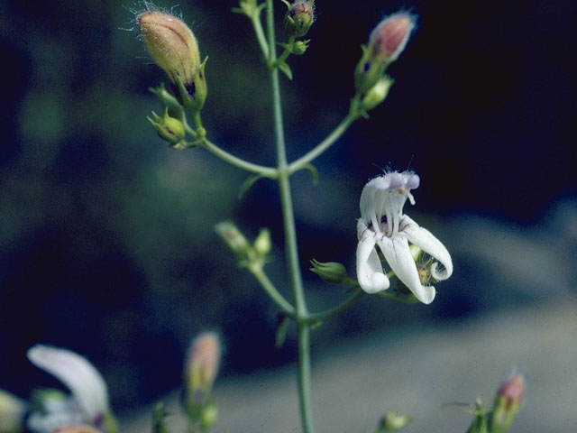 Keckiella breviflora ssp. breviflora (Bush beardtongue) #5911