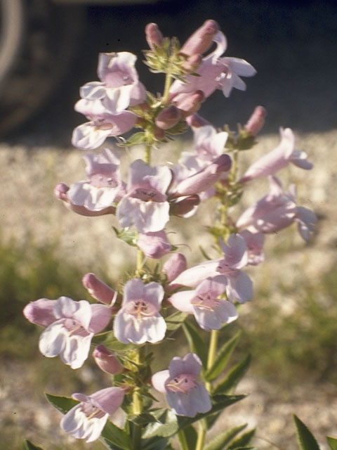 Penstemon cobaea (Prairie penstemon) #5932