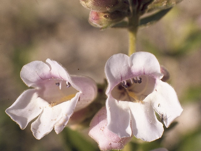 Penstemon cobaea (Prairie penstemon) #5933