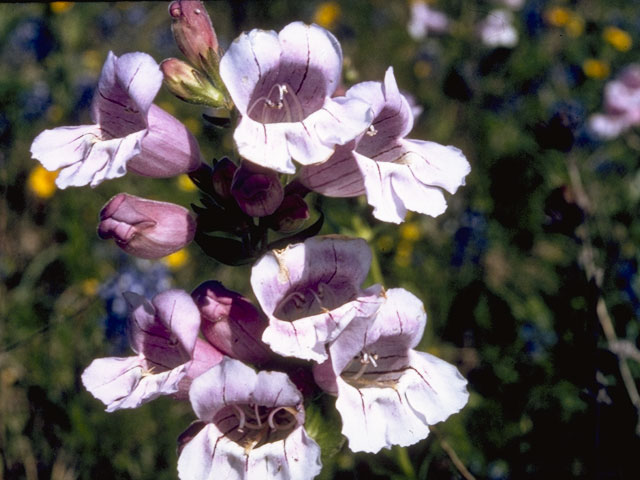 Penstemon cobaea (Prairie penstemon) #5939