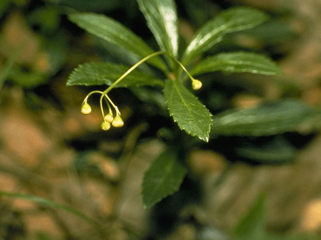 Chimaphila umbellata (Pipsissewa) #6046
