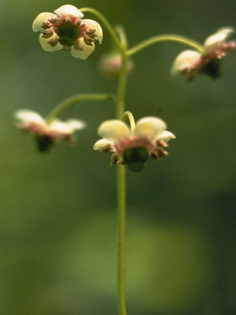 Chimaphila umbellata (Pipsissewa) #6047