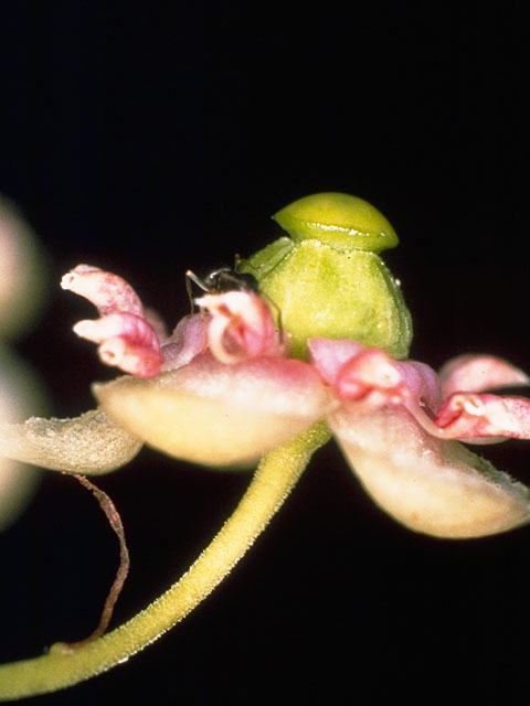 Chimaphila umbellata (Pipsissewa) #6048