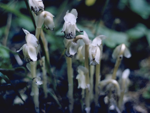 Monotropa uniflora (Indianpipe) #6056