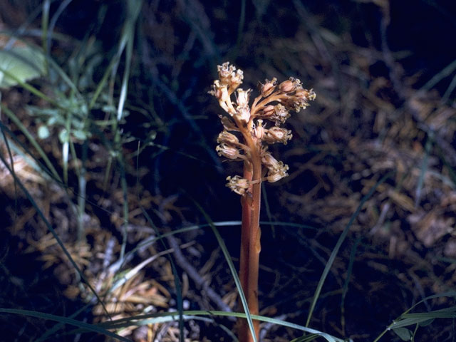 Pterospora andromedea (Woodland pinedrops) #6060