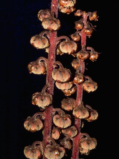 Pterospora andromedea (Woodland pinedrops) #6062