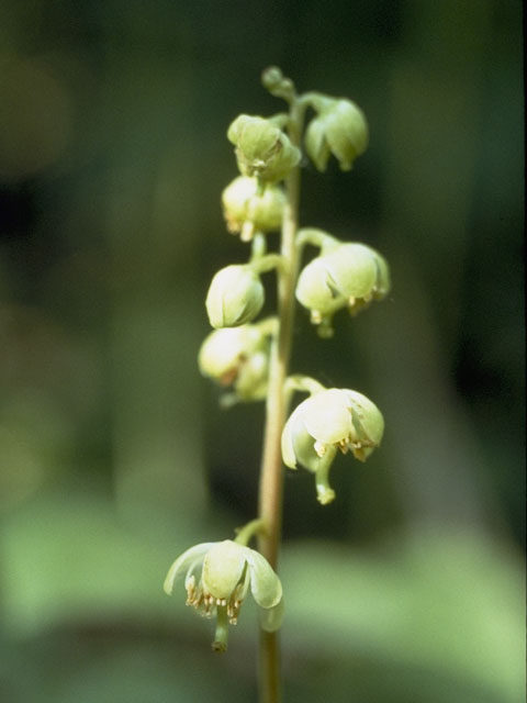 Pyrola chlorantha (Green-flowered wintergreen) #6070