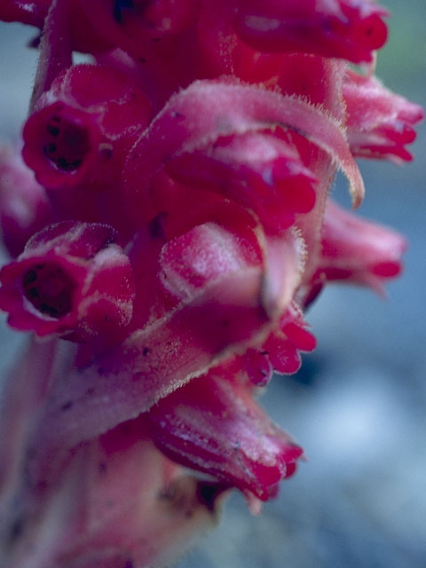 Sarcodes sanguinea (Snowplant) #6085