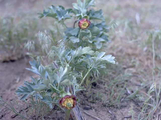 Paeonia brownii (Brown's peony) #6091