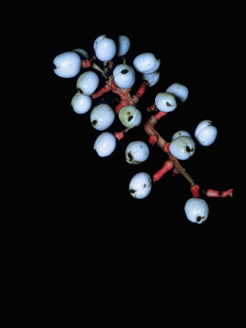 Actaea pachypoda (White baneberry) #6112