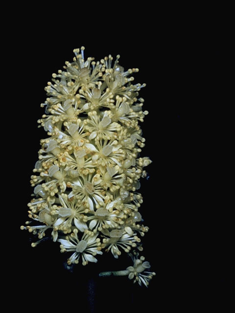 Actaea pachypoda (White baneberry) #6113