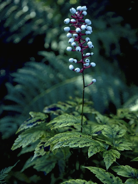Actaea pachypoda (White baneberry) #6115