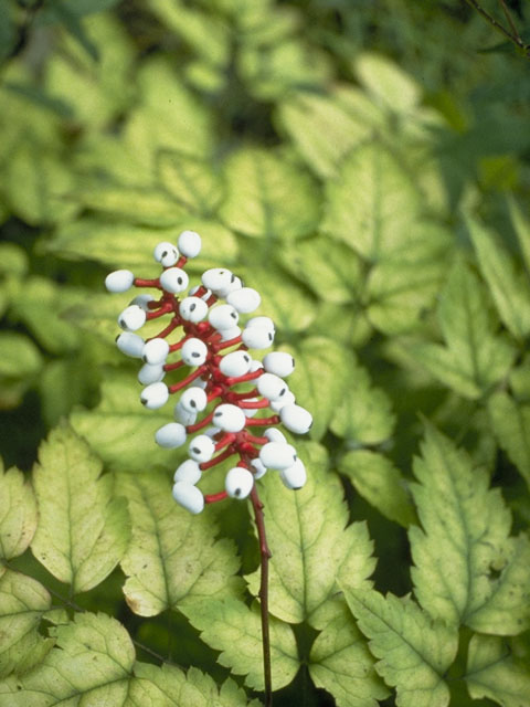 Actaea pachypoda (White baneberry) #6116