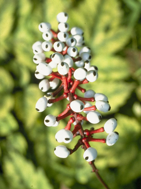Actaea pachypoda (White baneberry) #6117