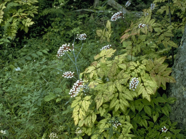Actaea pachypoda (White baneberry) #6118