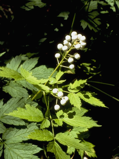 Actaea rubra ssp. arguta (Red baneberry) #6127