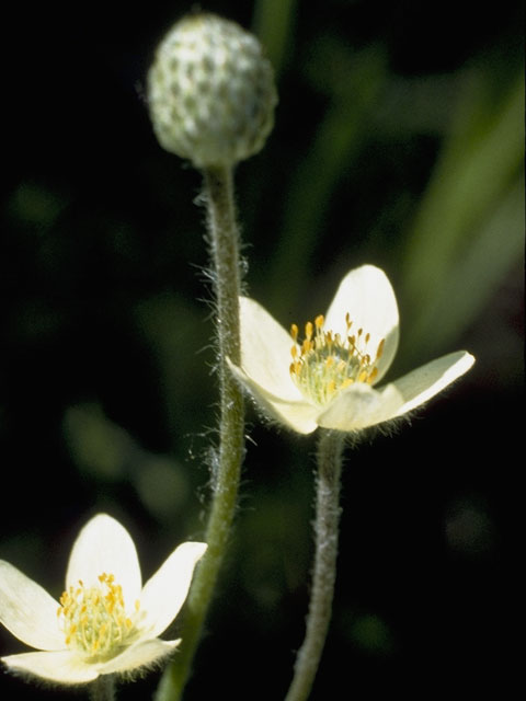 Anemone multifida (Pacific anemone) #6156