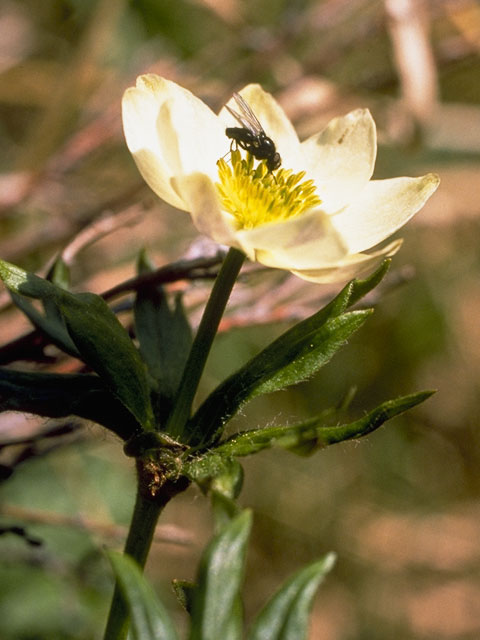 Anemone narcissiflora (Narcissus anemone) #6160