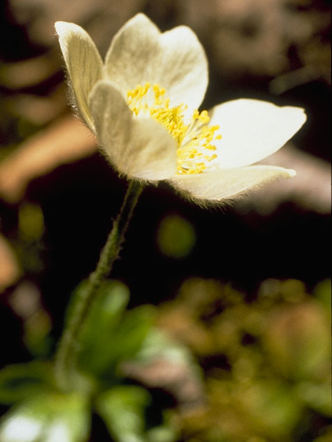 Anemone parviflora (Smallflowered anemone) #6173
