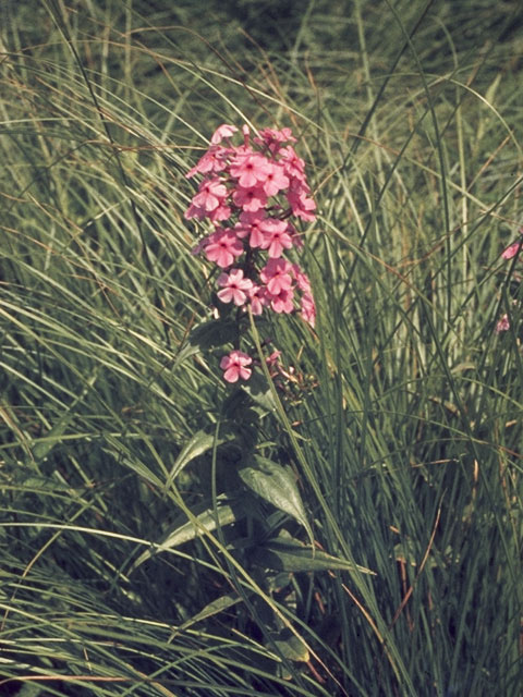 Phlox maculata (Wild sweetwilliam) #6176