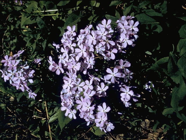 Phlox maculata (Wild sweetwilliam) #6177