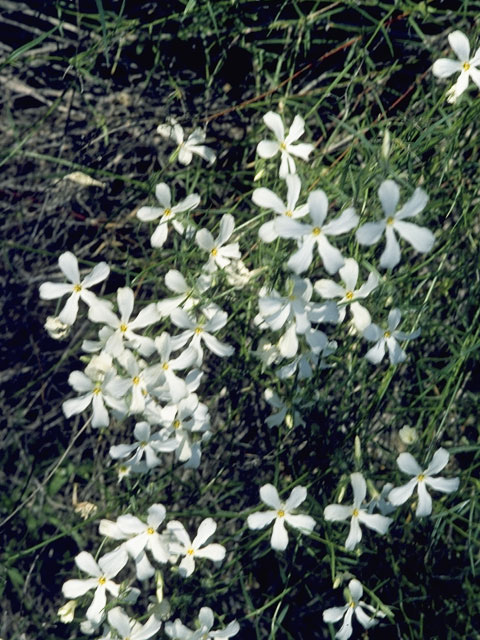 Phlox tenuifolia (Santa catalina mountain phlox) #6226