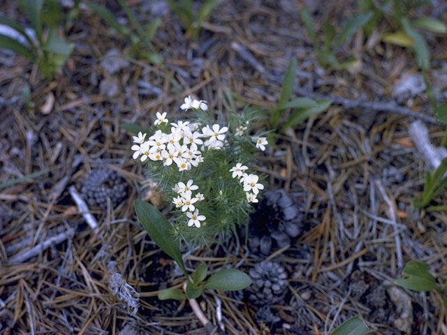 Phlox tenuifolia (Santa catalina mountain phlox) #6227