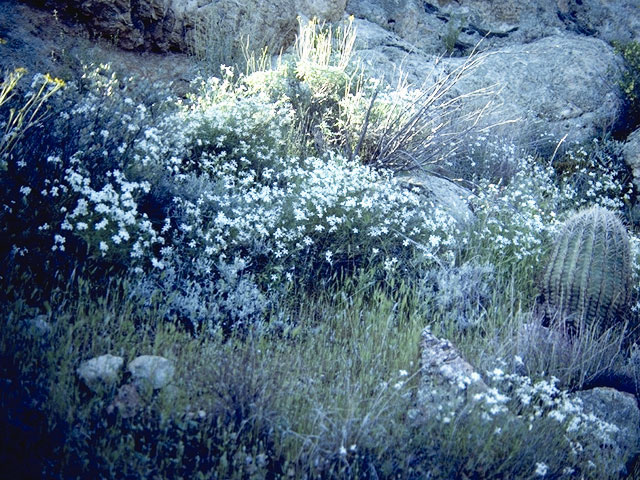 Phlox tenuifolia (Santa catalina mountain phlox) #6228