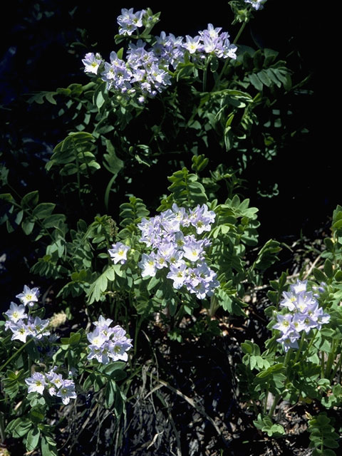 Polemonium pulcherrimum (Jacob's-ladder) #6247