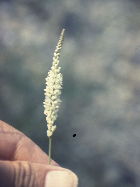 Polygala alba (White milkwort) #6257