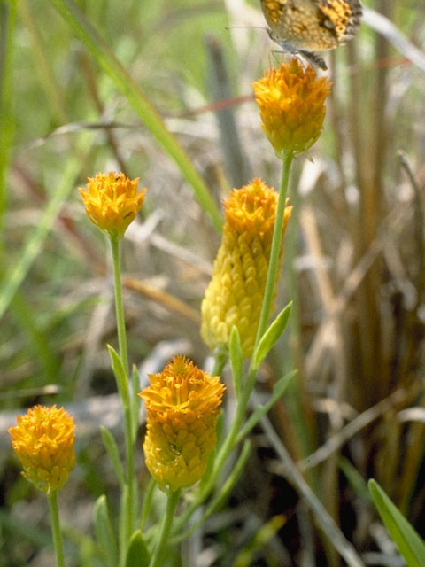 Polygala lutea (Orange milkwort) #6275