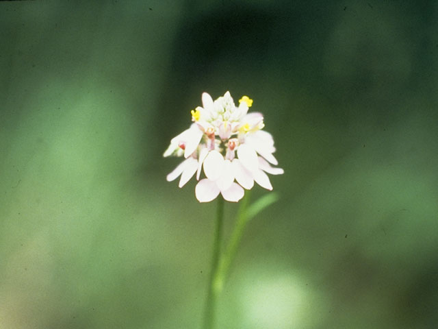 Polygala mariana (Maryland milkwort) #6277